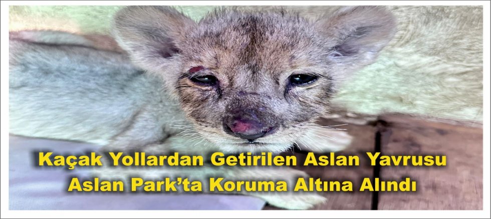 Kaçak Yollardan Getirilen Aslan Yavrusu Aslan Park’ta Koruma Altına Alındı