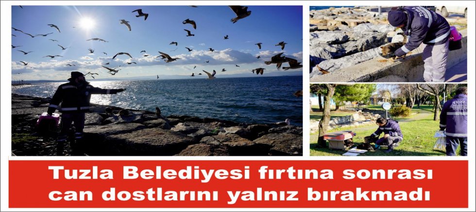 Tuzla Belediyesi fırtına sonrası can dostlarını yalnız bırakmadı