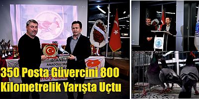 350 Posta Güvercini 800 kilometrelik yarışta uçtu
