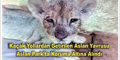 Kaçak Yollardan Getirilen Aslan Yavrusu Aslan Park’ta Koruma Altına Alındı